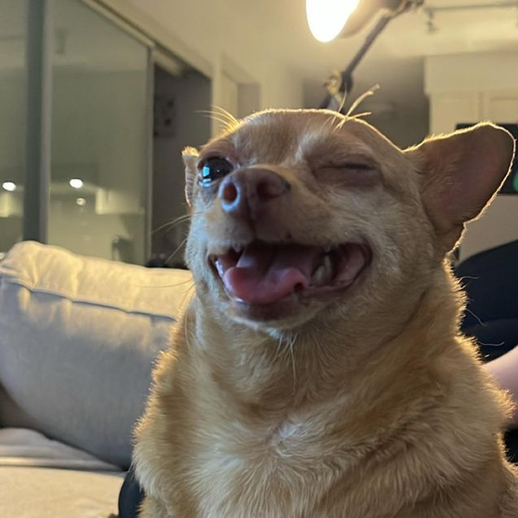 Perro bonito
