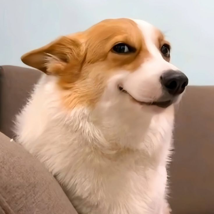 Perro bonito