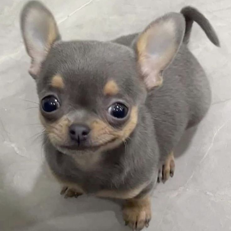 Perro bonito